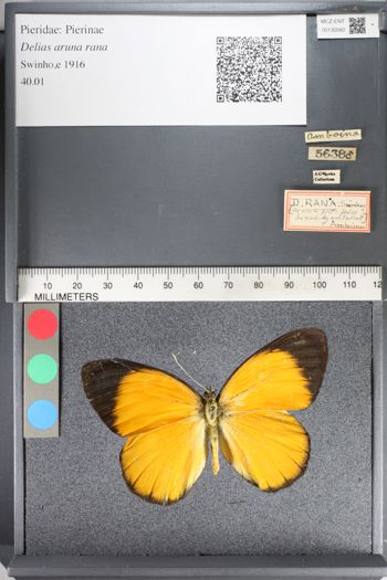 Media type: image;   Entomology 130560